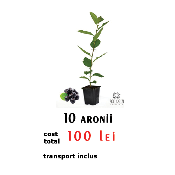 10-aronii-1